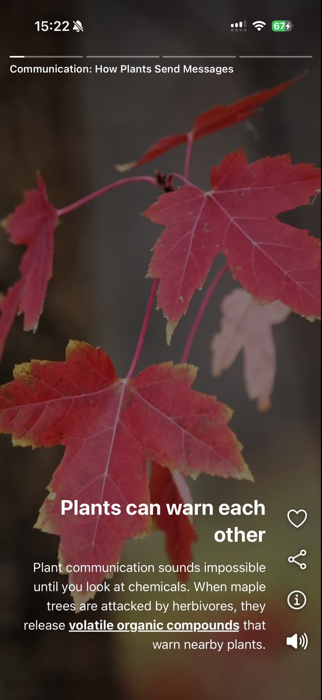 Less Brainrot. More Brain food.